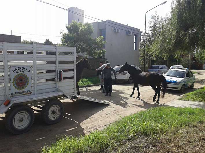 Secuestran caballos sueltos en la calle