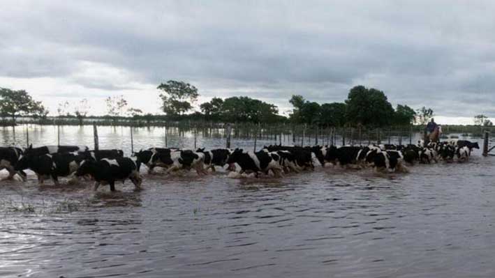 Producen casi un 50% menos de leche que el año pasado