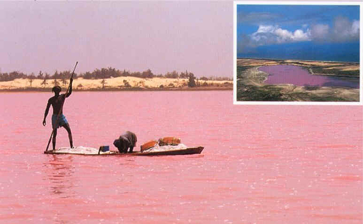 Rosa, rosa, tan maravilloso