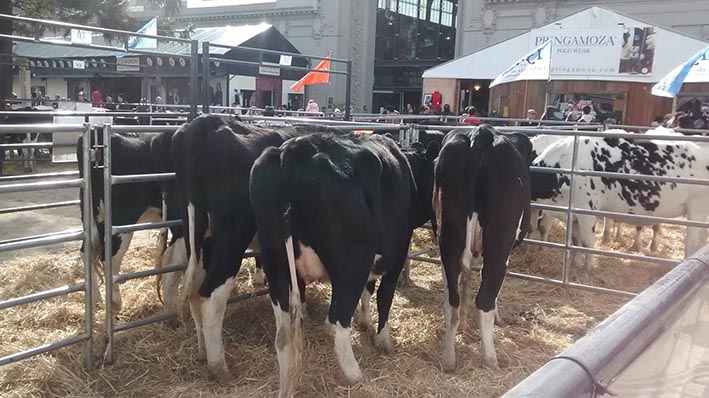 Por la crisis, no hay competencia de Holando en la Rural de Palermo