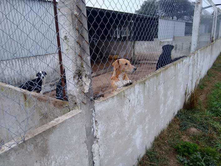 Silencio del Gobierno ante la muerte de 10 perritos en el CAM