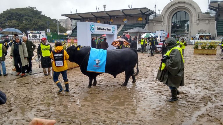 Toro cordobés en Palermo