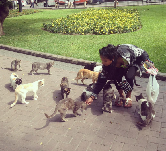 Felinos de calle y plaza