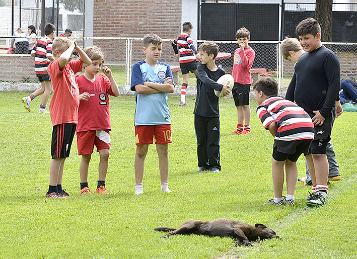 Diálogo perruno en el rugby