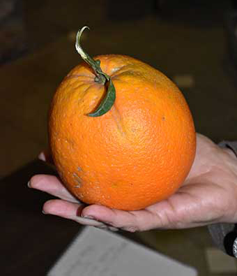 Antes fueron los zapallos y ahora llegaron las «naranjas gigantes»