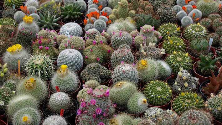 Harán un encuentro de cactus y crasas